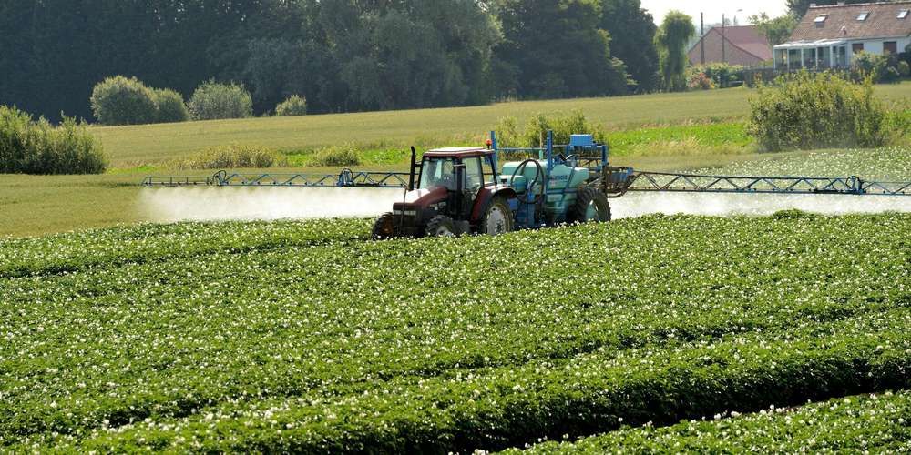 pesticides-dicamba