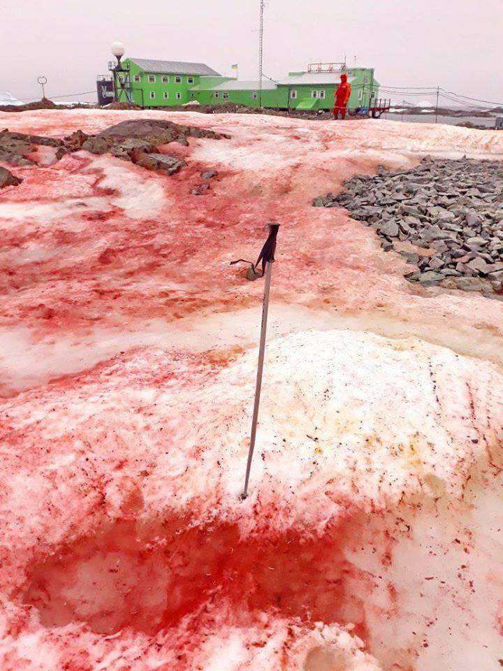 antarctique-neige-rouge