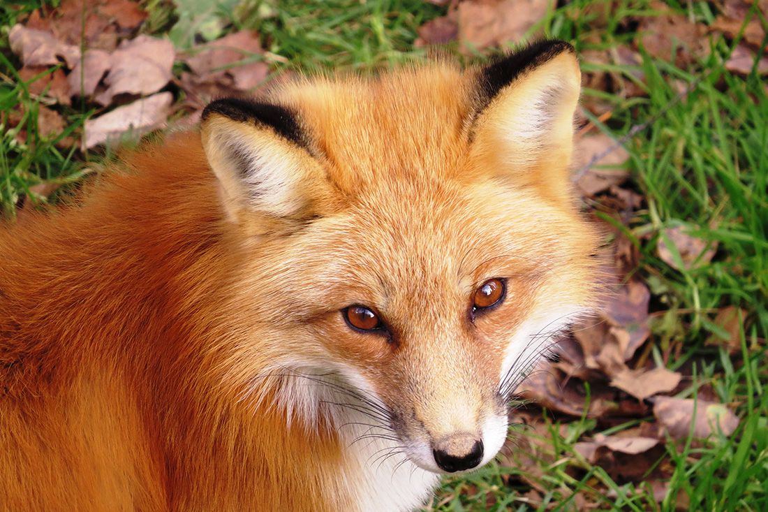 renard-roux
