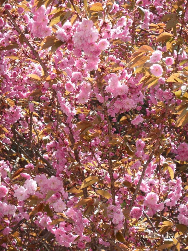 Quand il s'agit de naître - Clarissa Pinkola Estes