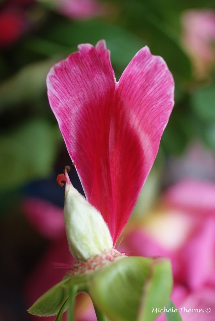 Si quand tout est fané