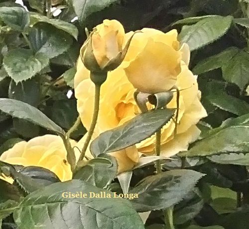 DSC_0443 Les fleurs Photos 2018 de Gisèle Dalla Longa