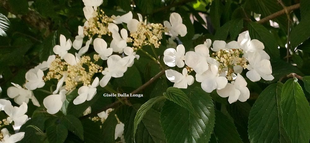 Les arbres Les fleurs Photo 2018 de Gisèle Dalla Longa