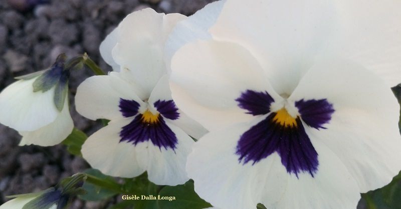 Les fleurs Photo 2019 de Gisèle Dalla Longa
