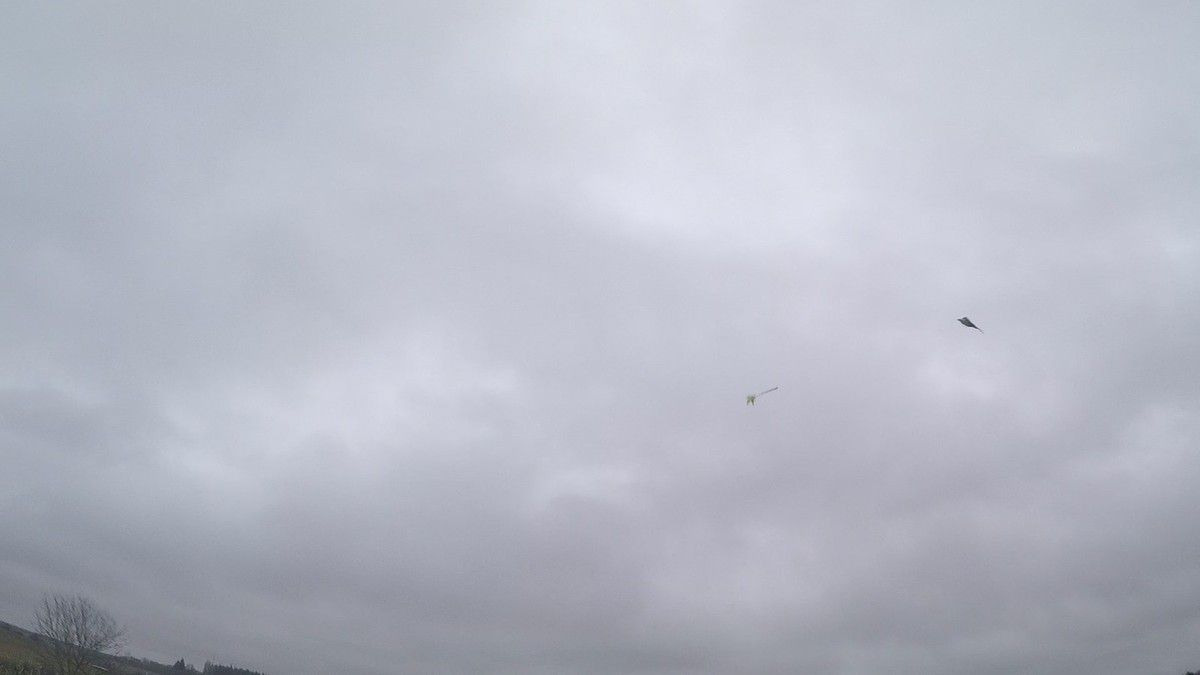 Chasse à l’arc du faisan à Lancôme