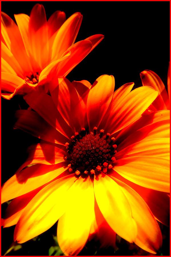 Dimorphoteca - 27/04/2018, 17 H 33