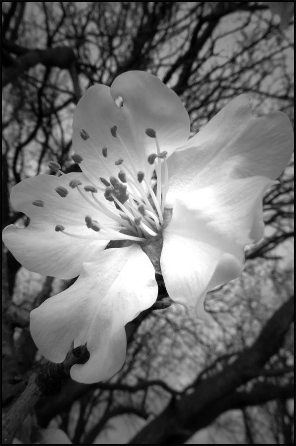 Sur le gris des jours...