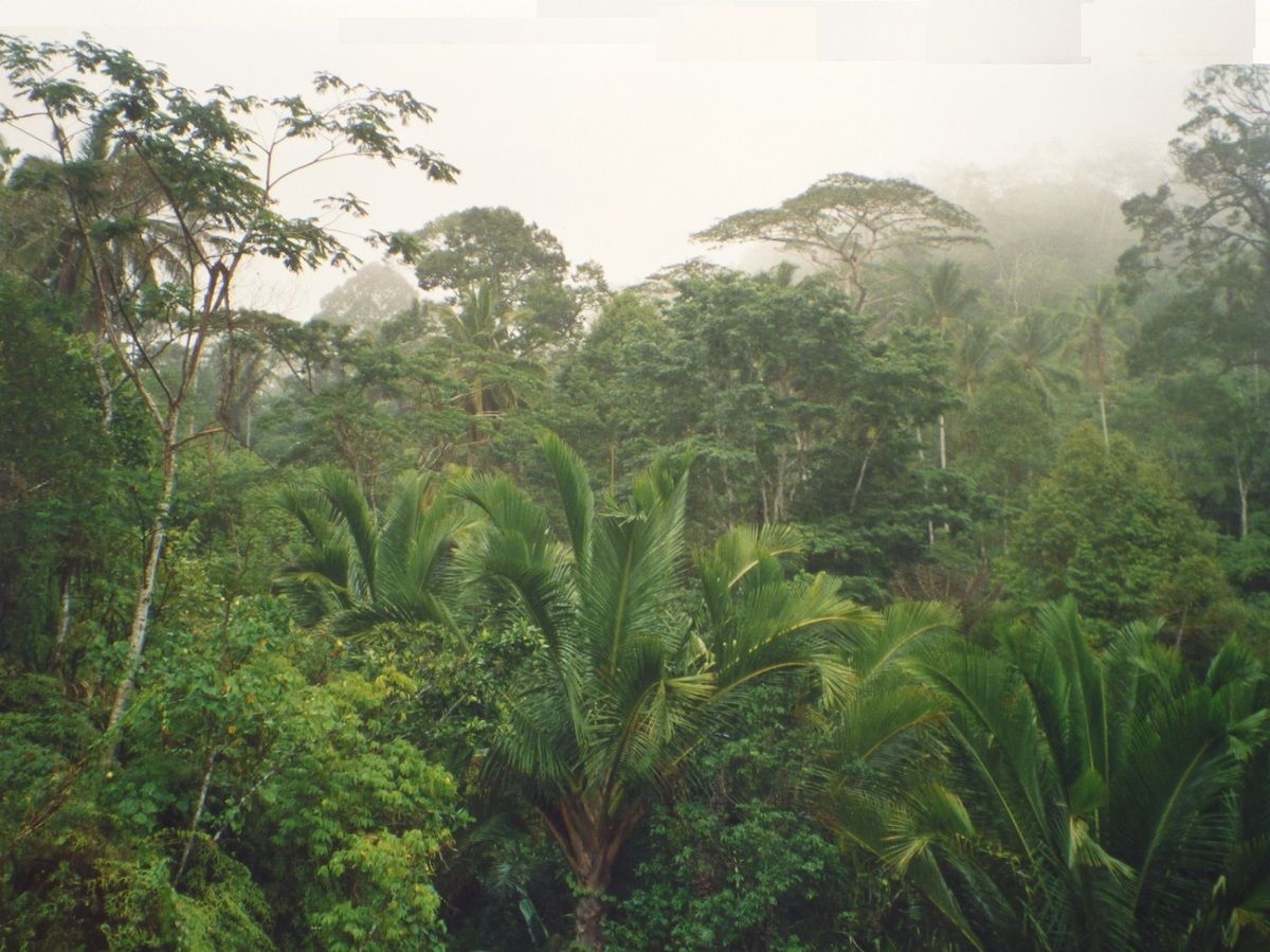 Ambon : forêt au sud de la ville.