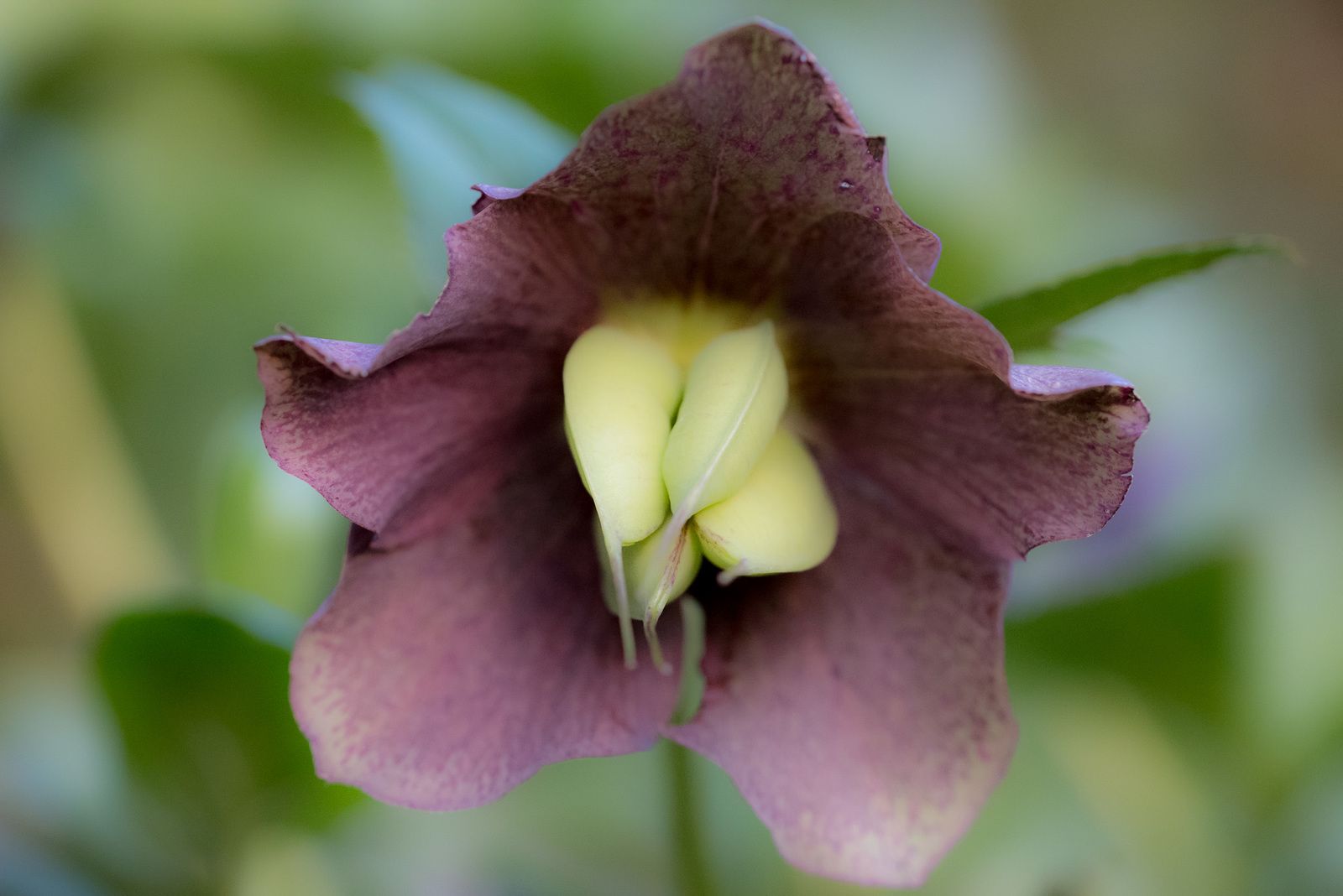 FLEURS DES JARDINS - 