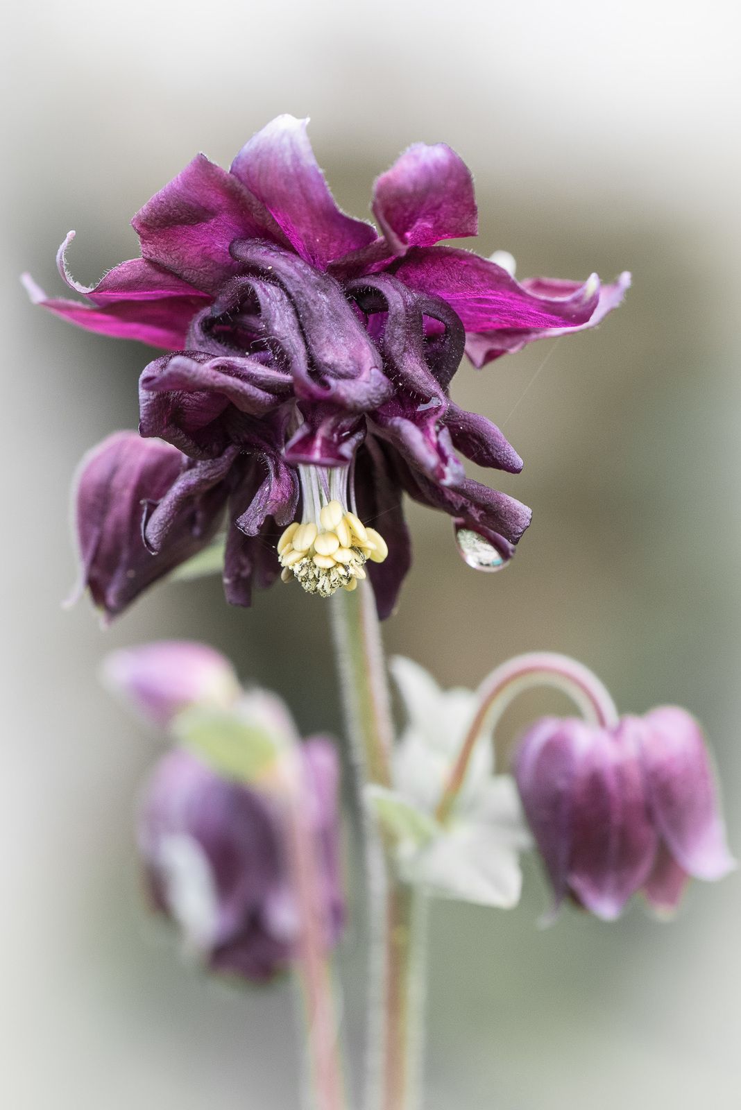 FLEURS DES JARDINS - 