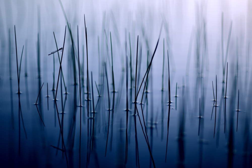 &quot;FAUNA GARRIGA&quot; du photographe Jonathan Lhoir 