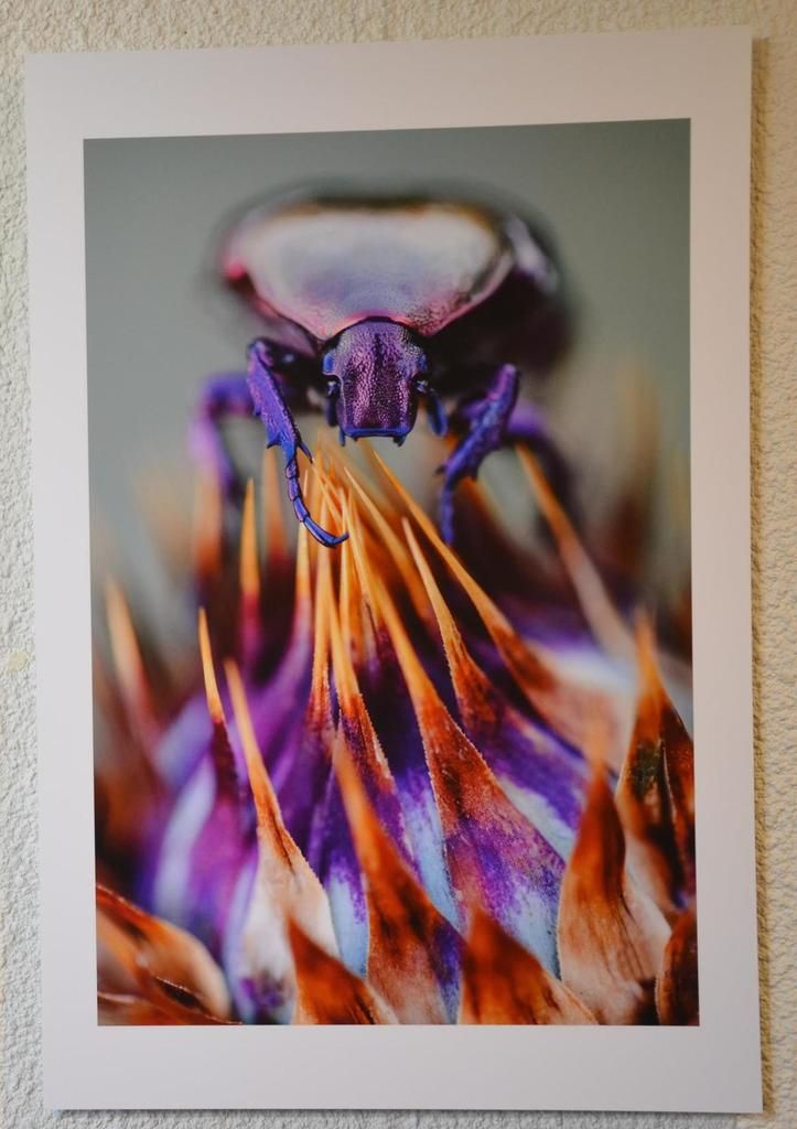 &quot;FAUNA GARRIGA&quot; du photographe Jonathan Lhoir 