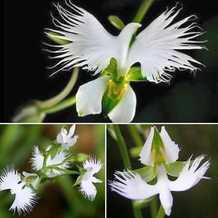 L'orchidée du Saint-Esprit - SERAPHIM