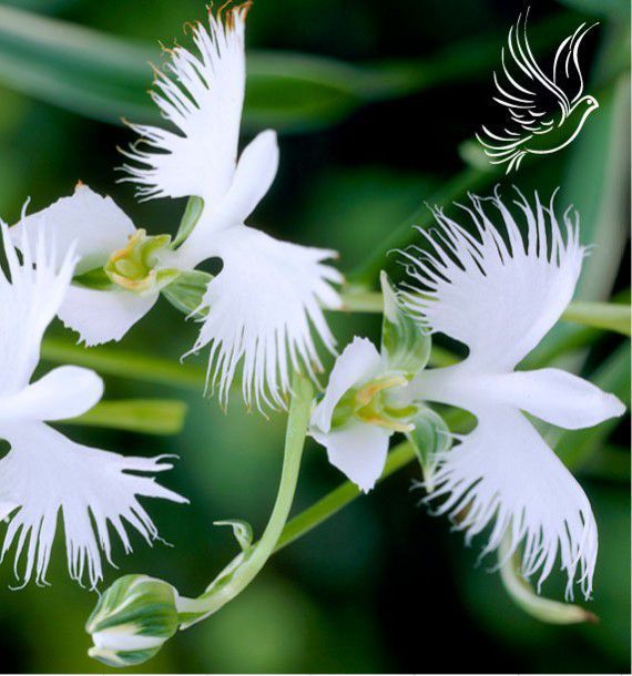 L'orchidée du Saint-Esprit - SERAPHIM