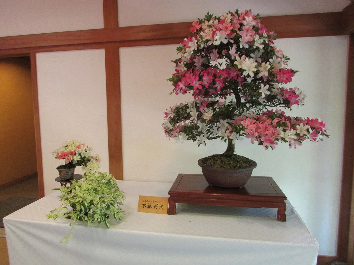 Le jardin Koko-En d'Himeji et son exposition de Bonsaïs.
