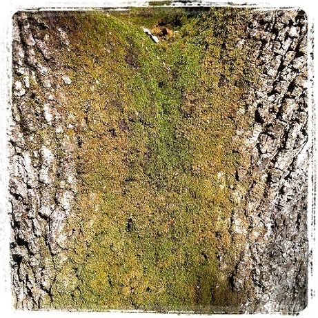 Larbre Du Terrorisme Et La Forêt De Lislam I Analyses Et