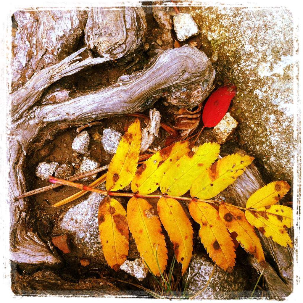 Sôseki : Rafales d'automne sur un Oreiller d'herbes japonaises. -  thierry-guinhut-litteratures.com