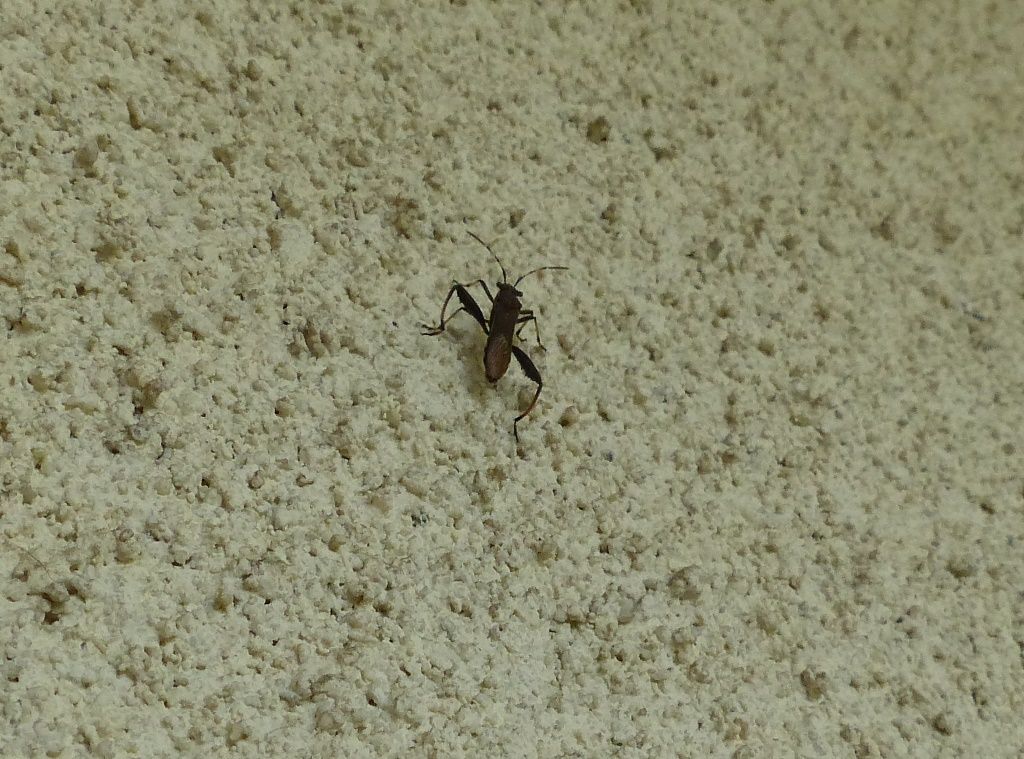 Octobre 2017... Insecte inconnu... Philippe LAFFONT