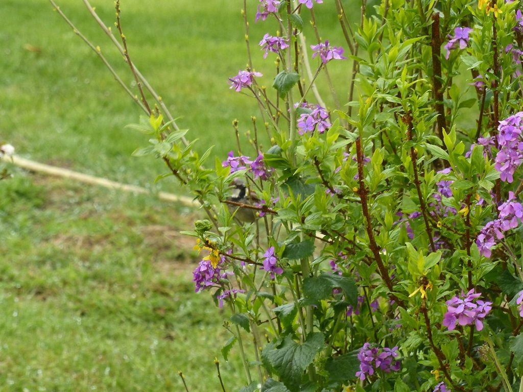 L'Eveil à la Conscience de la Nature