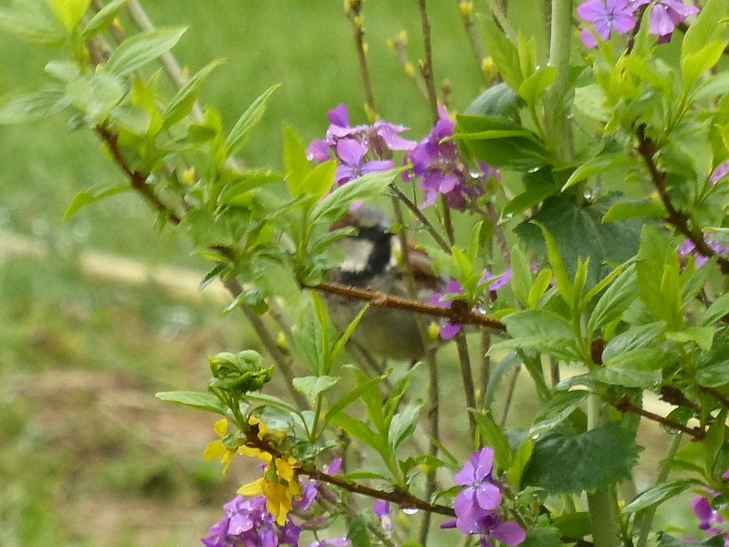 L'Eveil à la Conscience de la Nature