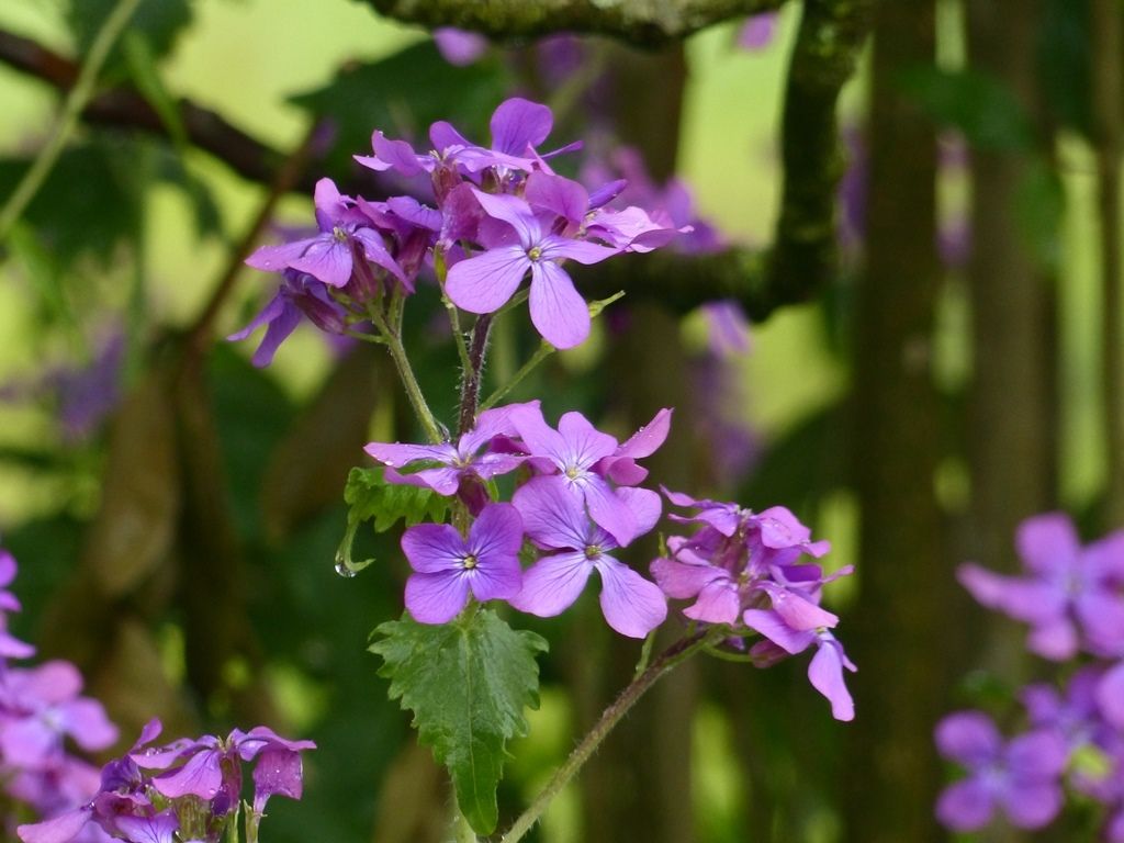 L'Eveil à la Conscience de la Nature