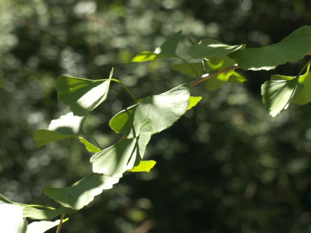 420 - Ginkgo Biloba