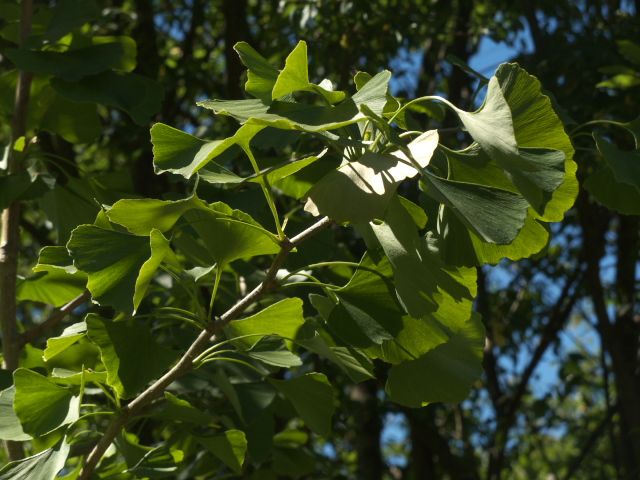 420 - Ginkgo Biloba