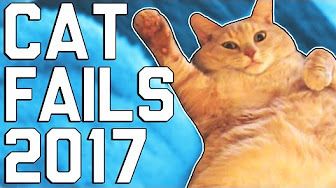 Videos De Chats Droles Et Amusants Compilation 17 4 Videos Gigistudio Un Moment De Detente Sur Le Web