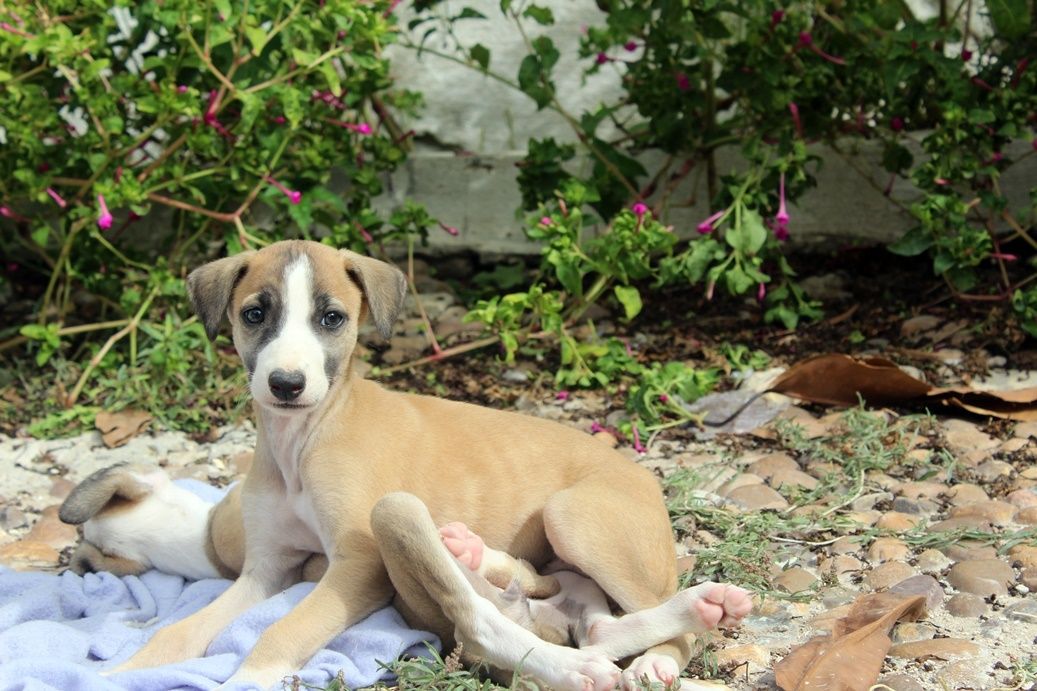 Chiots Galgos A Adopter Via Levriers Sans Frontieres Galgos Martyrs Levriers Sans Frontieres