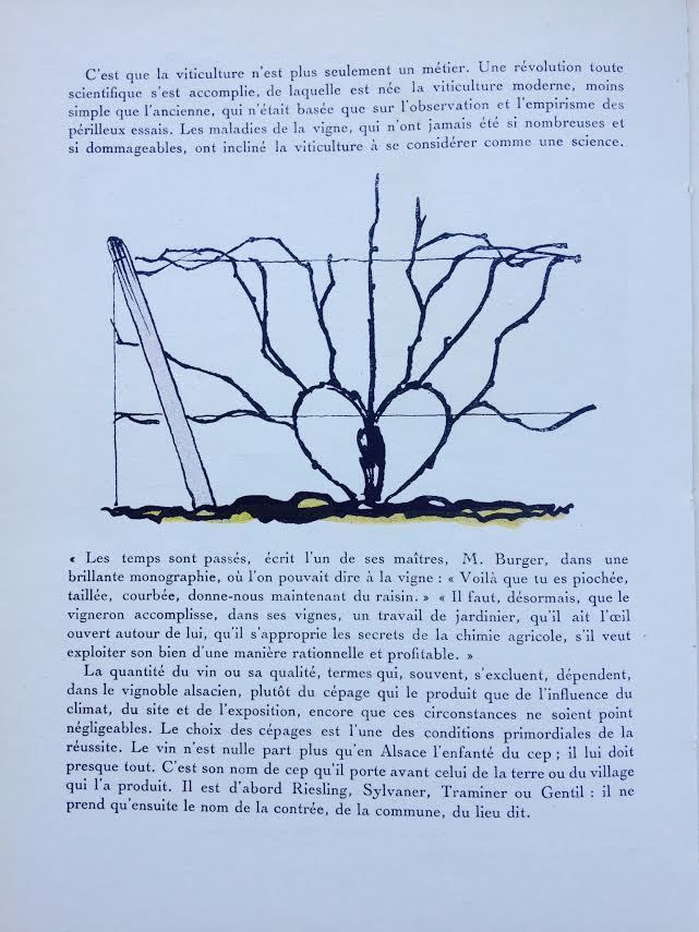 L’irruption de la chimie dans la vigne alsacienne par M.Burger : la naissance de la « viticulture moderne »