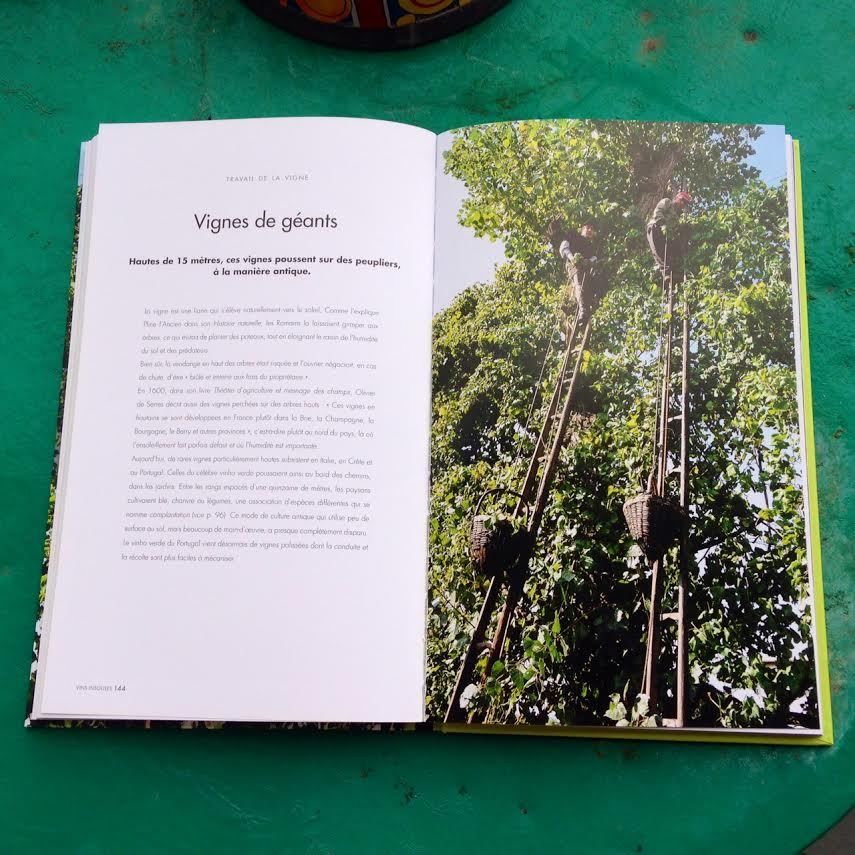 Le vin est un « être » accueillant, il ouvre grand ses larges bras à l’insolite… avec Pierrick Bourgault