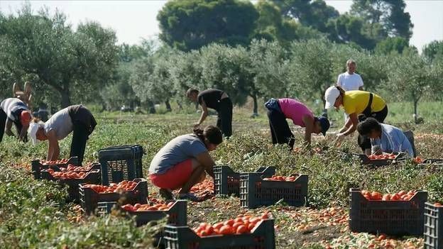 L’agromafia en Italie : le trésor de la came rouge