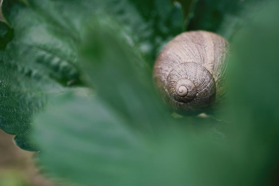 escargot-dans-les-fraisiers