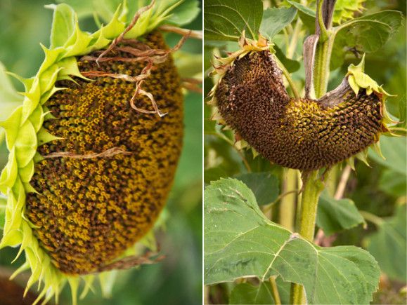 fleurs-de-tournesol-differentes-vues