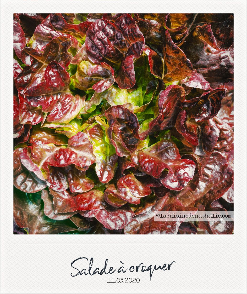 salade-feuille-de-chêne-rouge