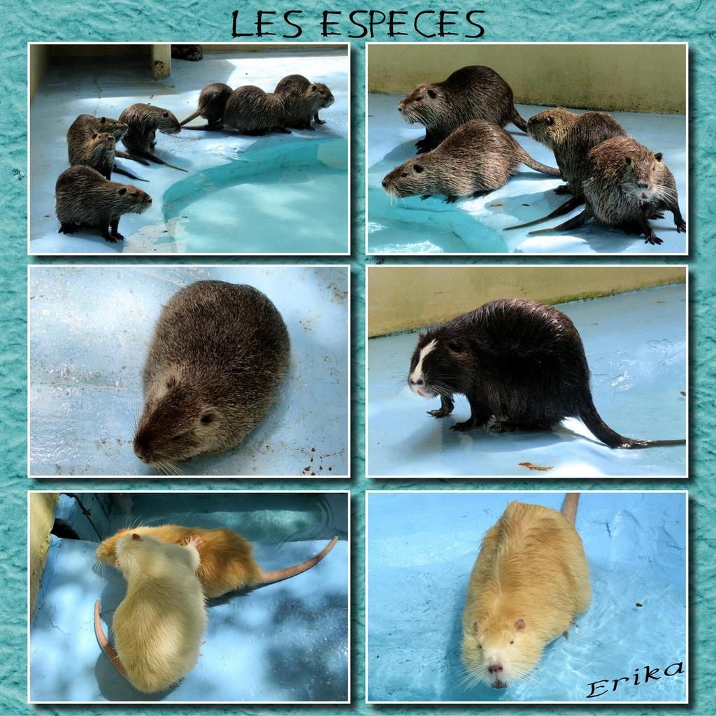 Comment Sappelle Le Bebe Du Ragondin Le parc des myocastors ... - L'univers d'Erika