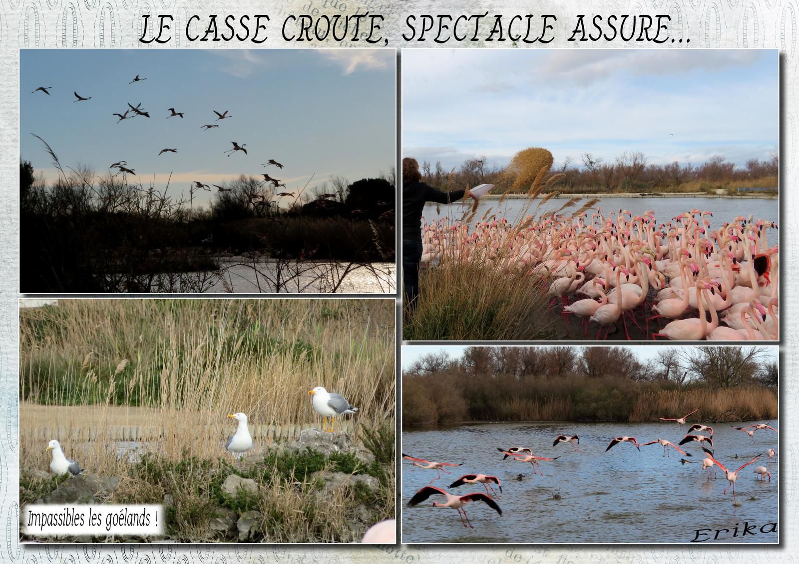 Parc ornithologique du Pont de Gau...