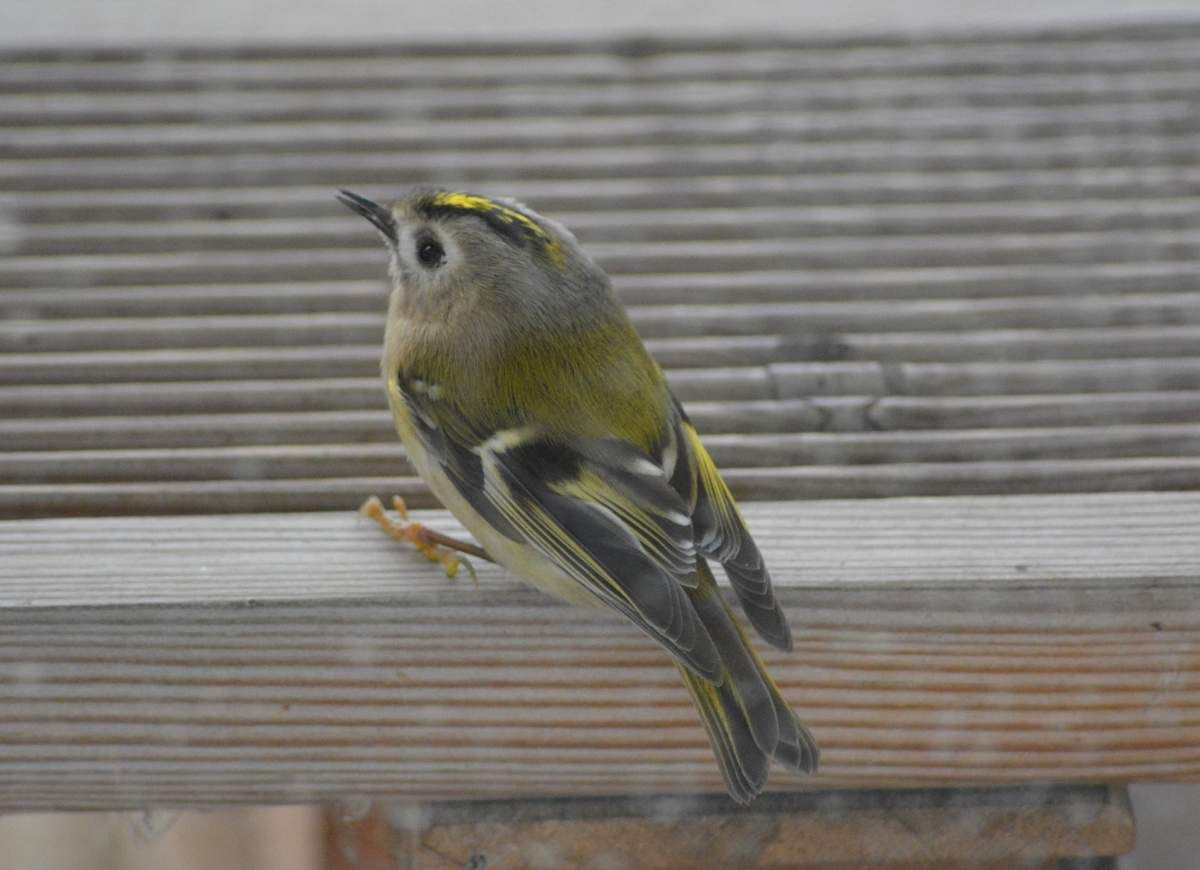 Roitelet huppé (Regulus regulus). Photo : Pauline Ringeisen