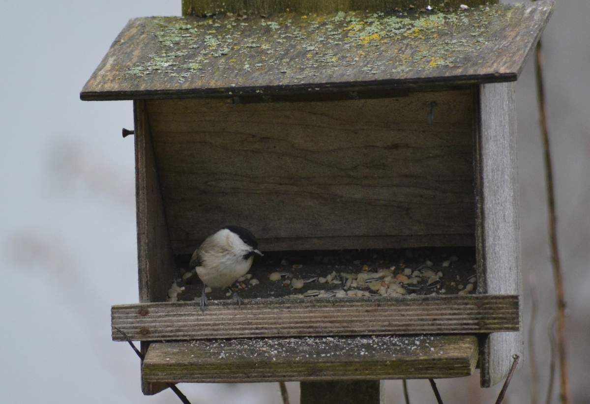 Mésange nonnette (Poecile palustris). Photo : Pauline Ringeisen