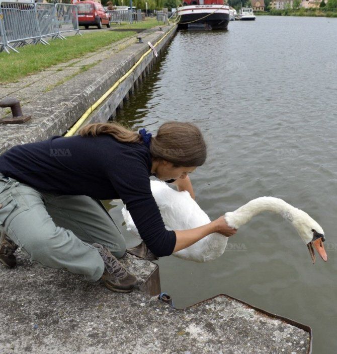 Une des missions du Gorna : soigner les animaux sauvages et les relâcher. Photo DNA