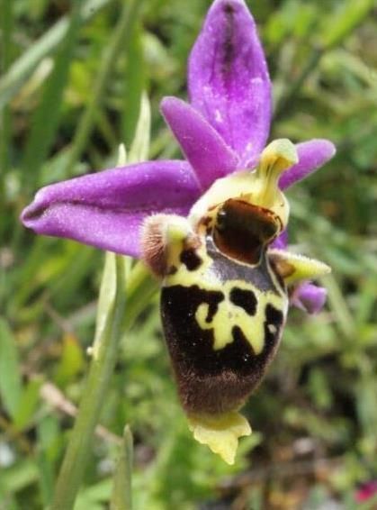 Pl@ntNet : une application de collecte, d'annotation et de recherche d'images pour l'aide à l'identification des plantes.