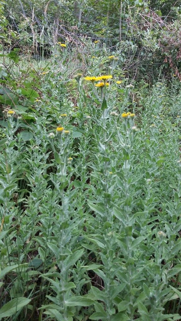 Pulicaire dysentérique (Pulicaria dysenterica). Photos : Jean-Louis Schmitt (ANAB)