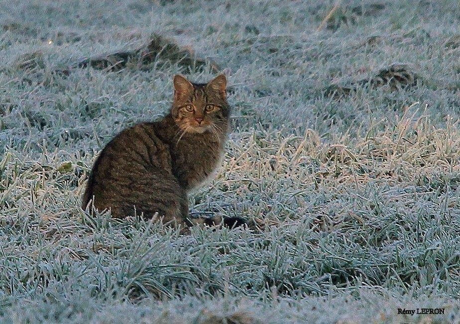 Un Chasseur Enfin Condamne Pour Avoir Tire Sur Un Chat Forestier Dans Le Sud Meusien Anab Association Nature Alsace Bossue Un Chasseur Enfin Condamne Pour Avoir Tire Sur Un Chat Forestier Dans Le Sud Meusien Anab Association Nature Alsace Bossue