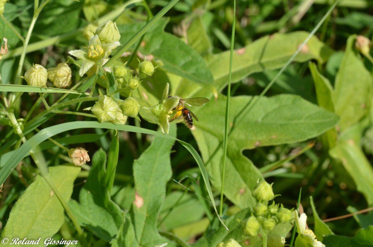 L’Andrène de la bryone  (Andrena florea)