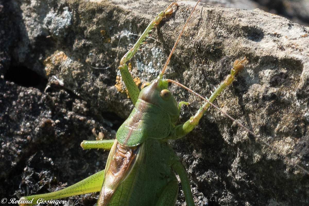 tête de Grande Sauterelle verte, Tettigonie verte, Sauterelle sabre Tettigonia viridissima