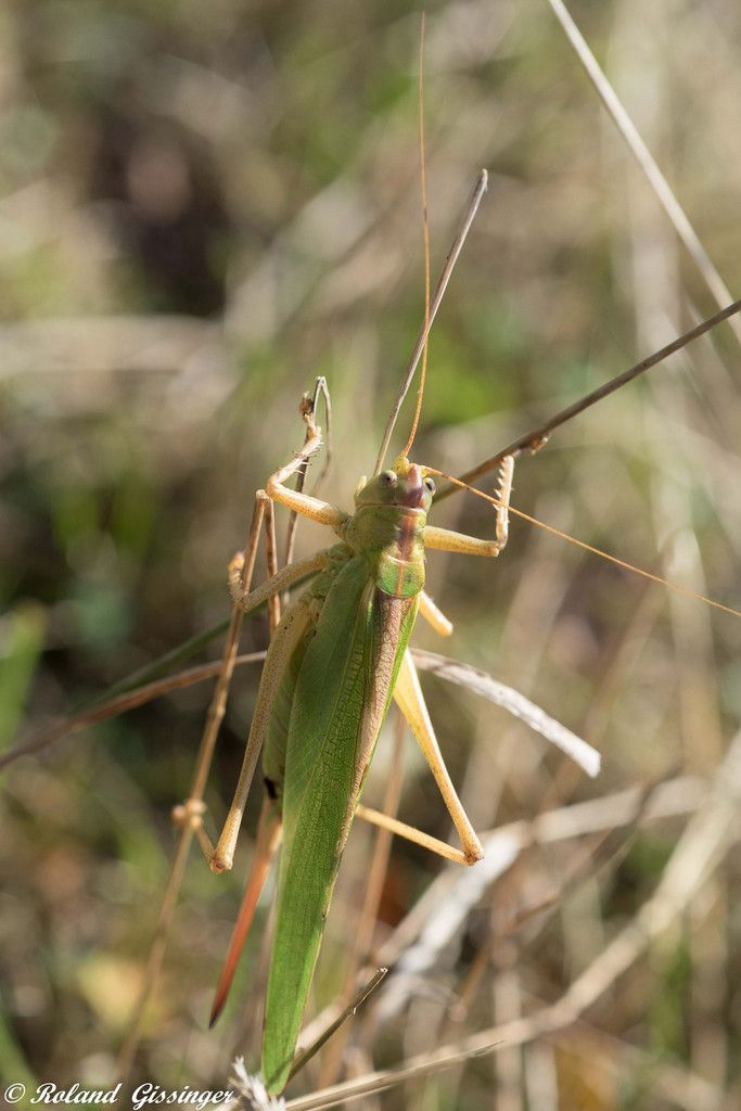 Mâle et femelle de Grande Sauterelle verte, Tettigonie verte, Sauterelle sabre Tettigonia viridissima