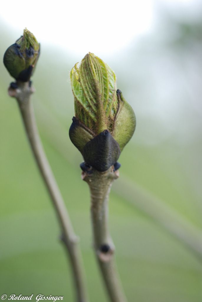 Feuilles, bourgeons de  Frêne élevé, Frêne commun (Fraxinus excelsior)