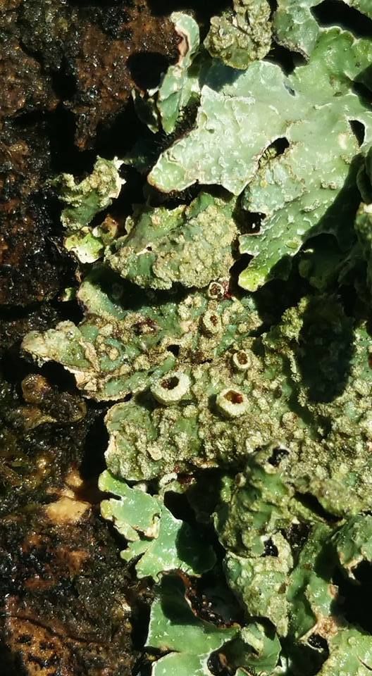 Flavoparmelia caperata (Photos Gilles Weiskircher)