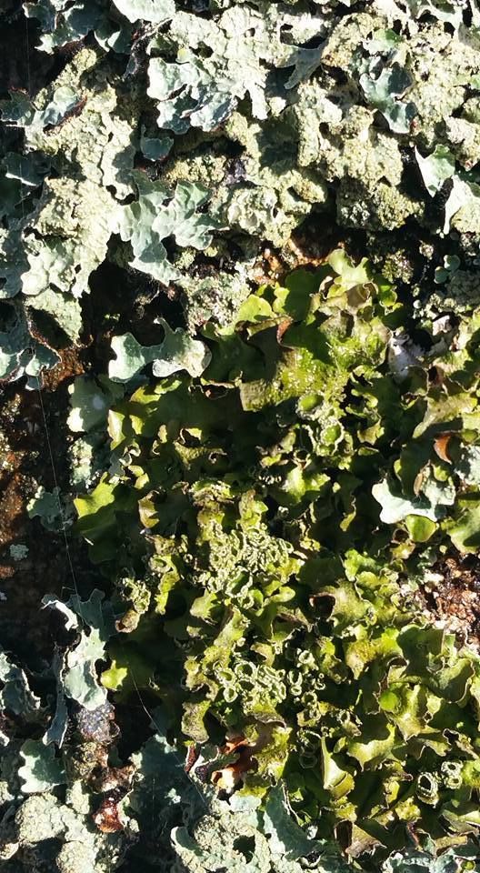 Flavoparmelia caperata (Photos Gilles Weiskircher)