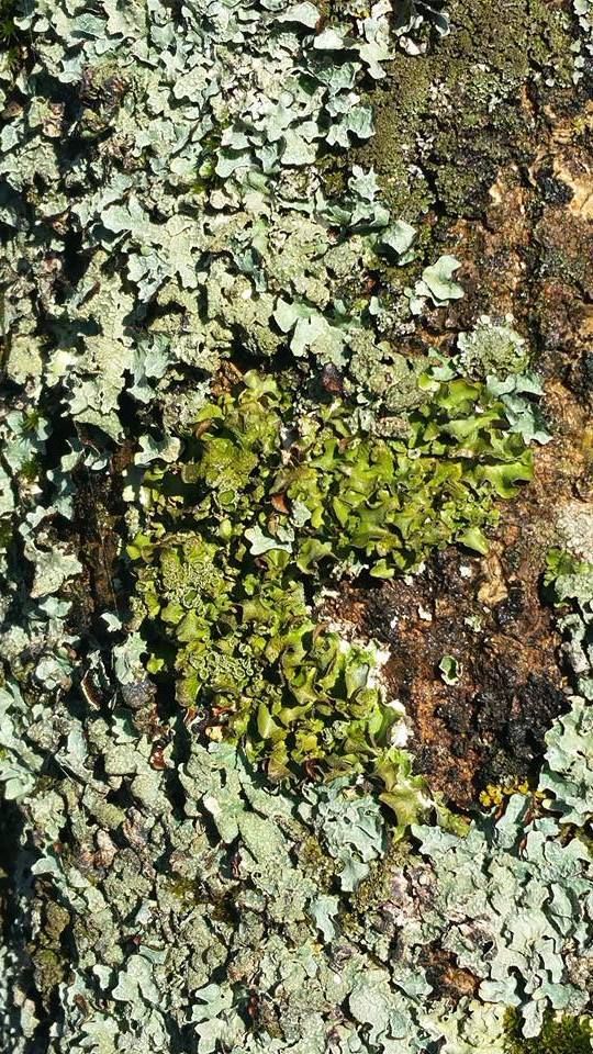 1ère photo, détail d'une apothécie de Flavoparmelia caperata (Photos Gilles Weiskircher)